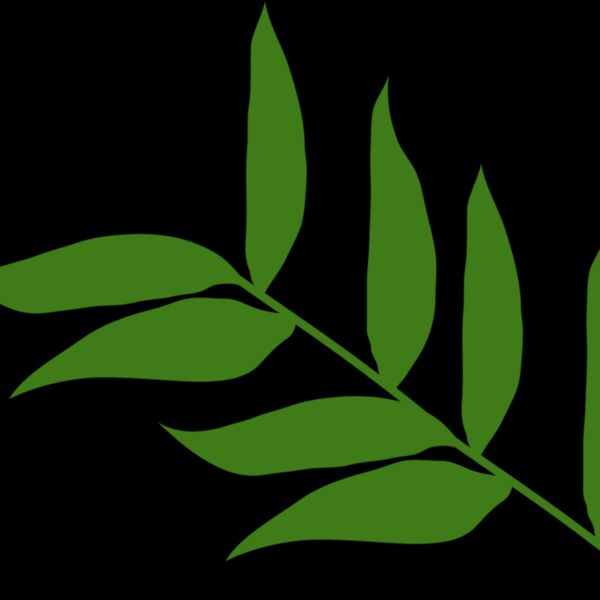 Leaves 5 Thumbnail